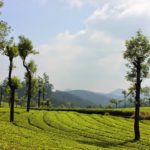 Best Time to Visit Munnar
