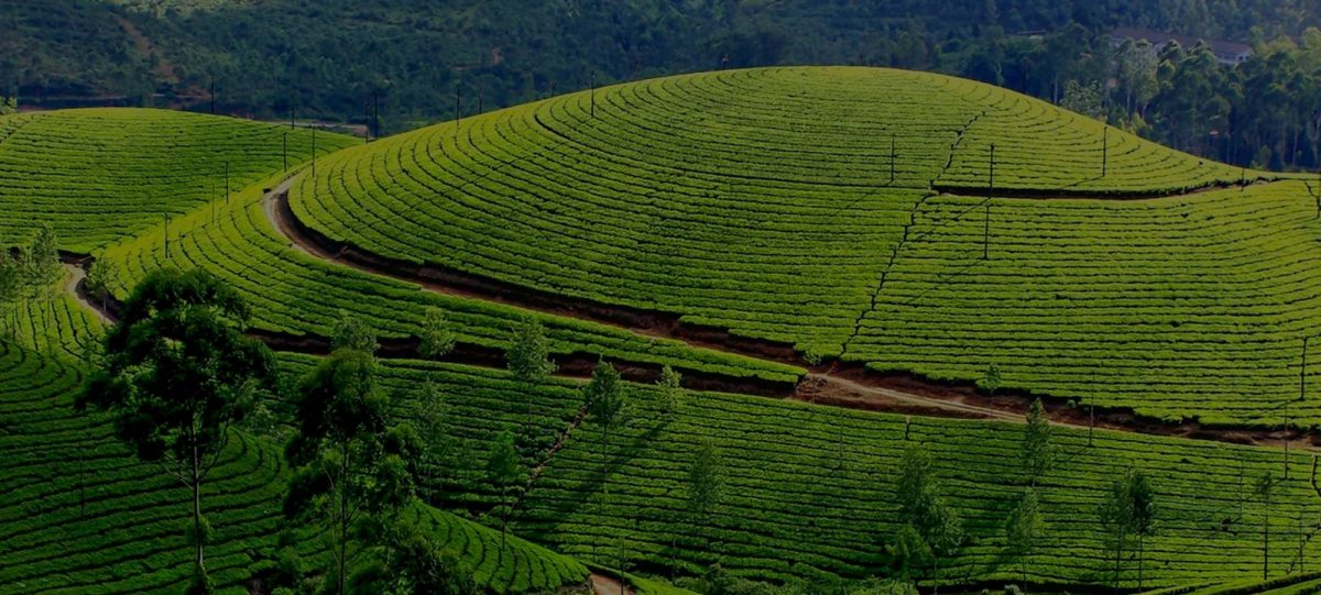 munnar_banner – ELIXIR HILLS